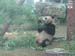 02_Beijing_Zoo_sit_panda